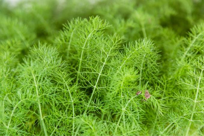 6) Dill: The Cool-Season Herb